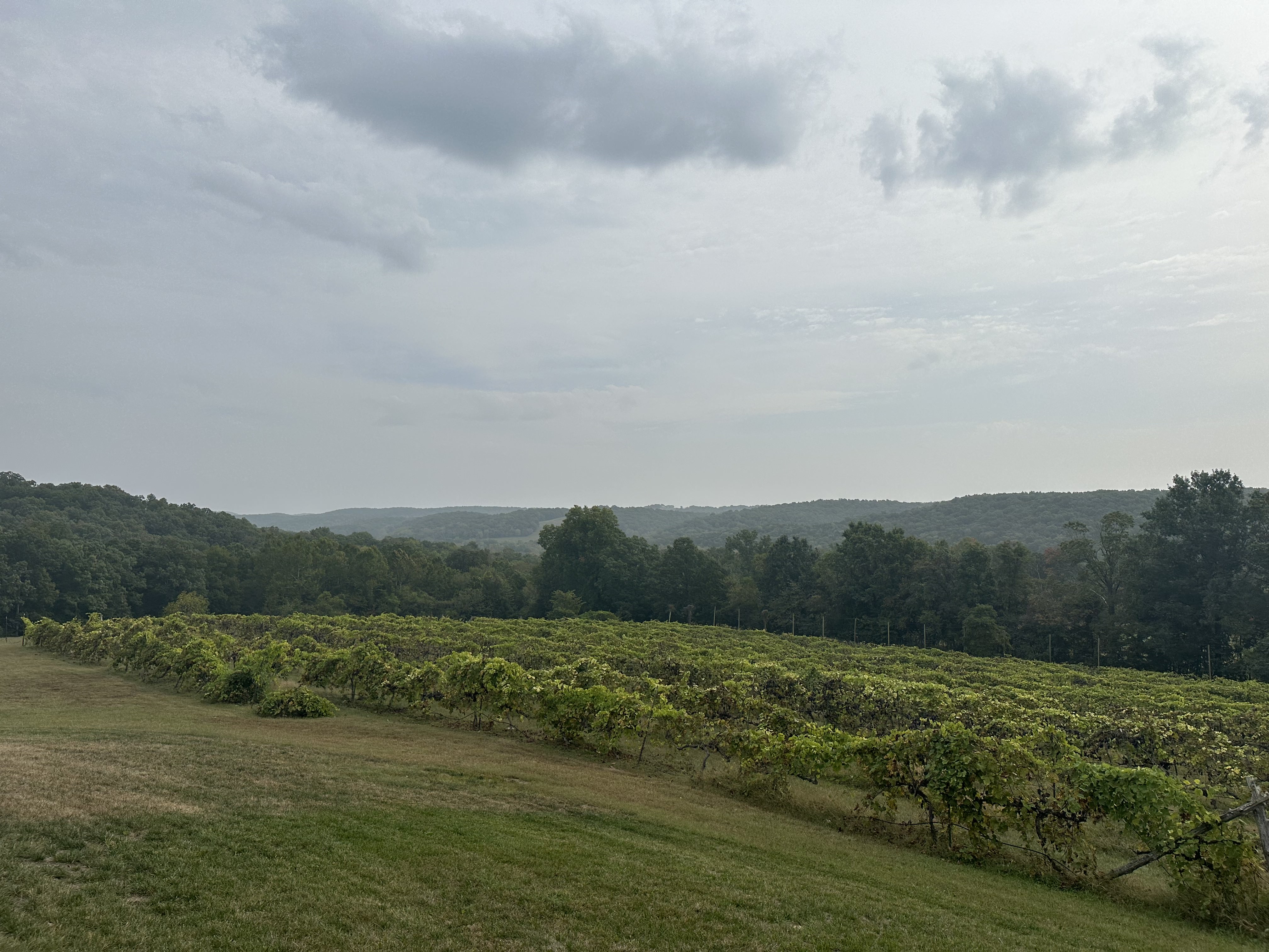 Charleville Vineyard Views