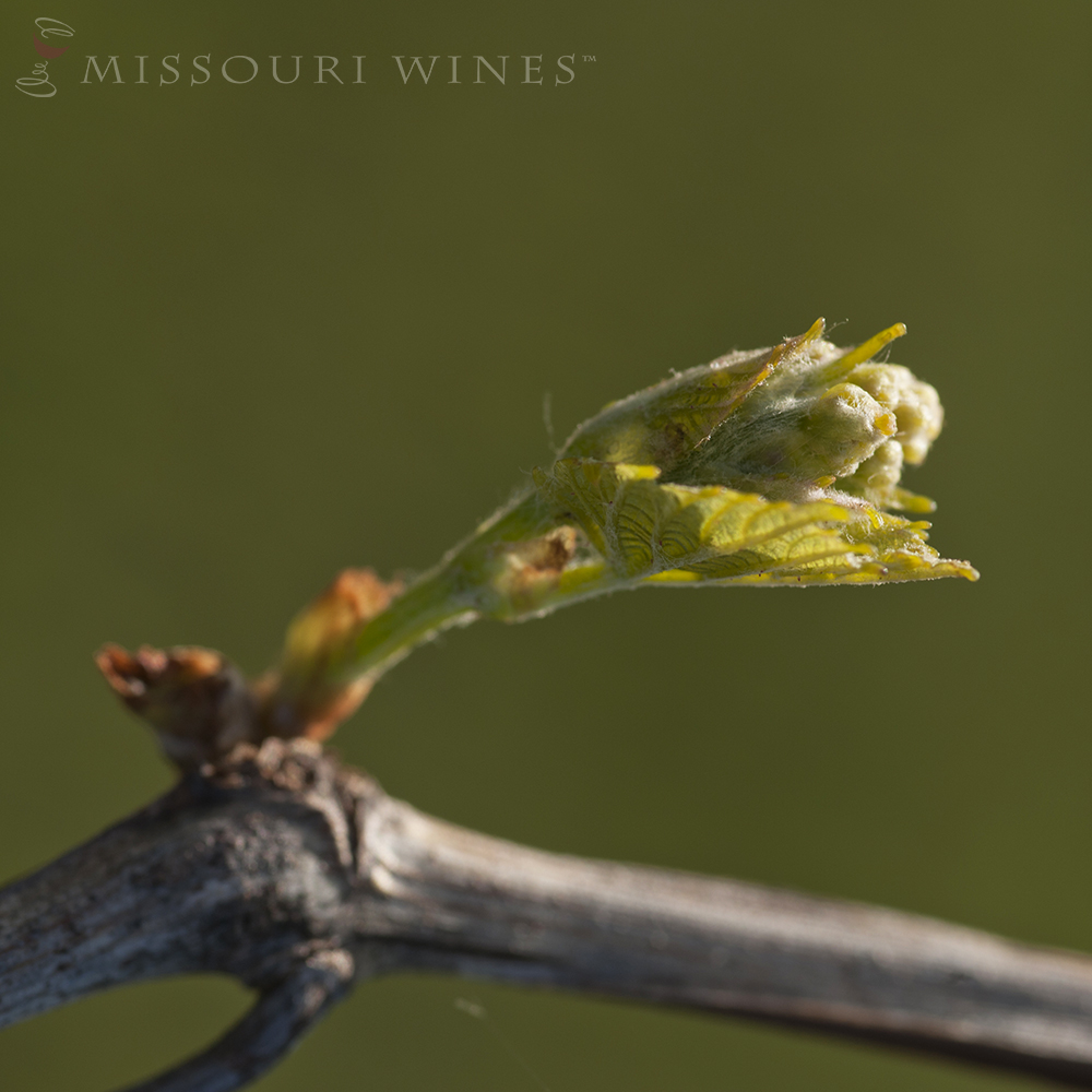 Bud Break Spring in the Vineyards MO Wine