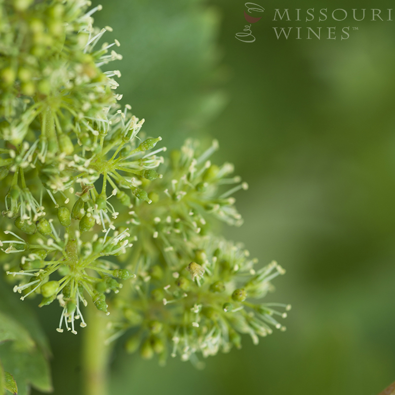 Flowering: Missouri Vineyards in Bloom
