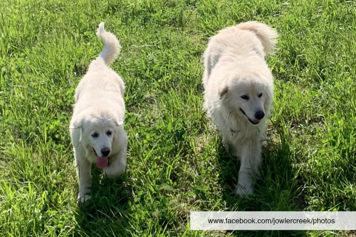 jowler dogs