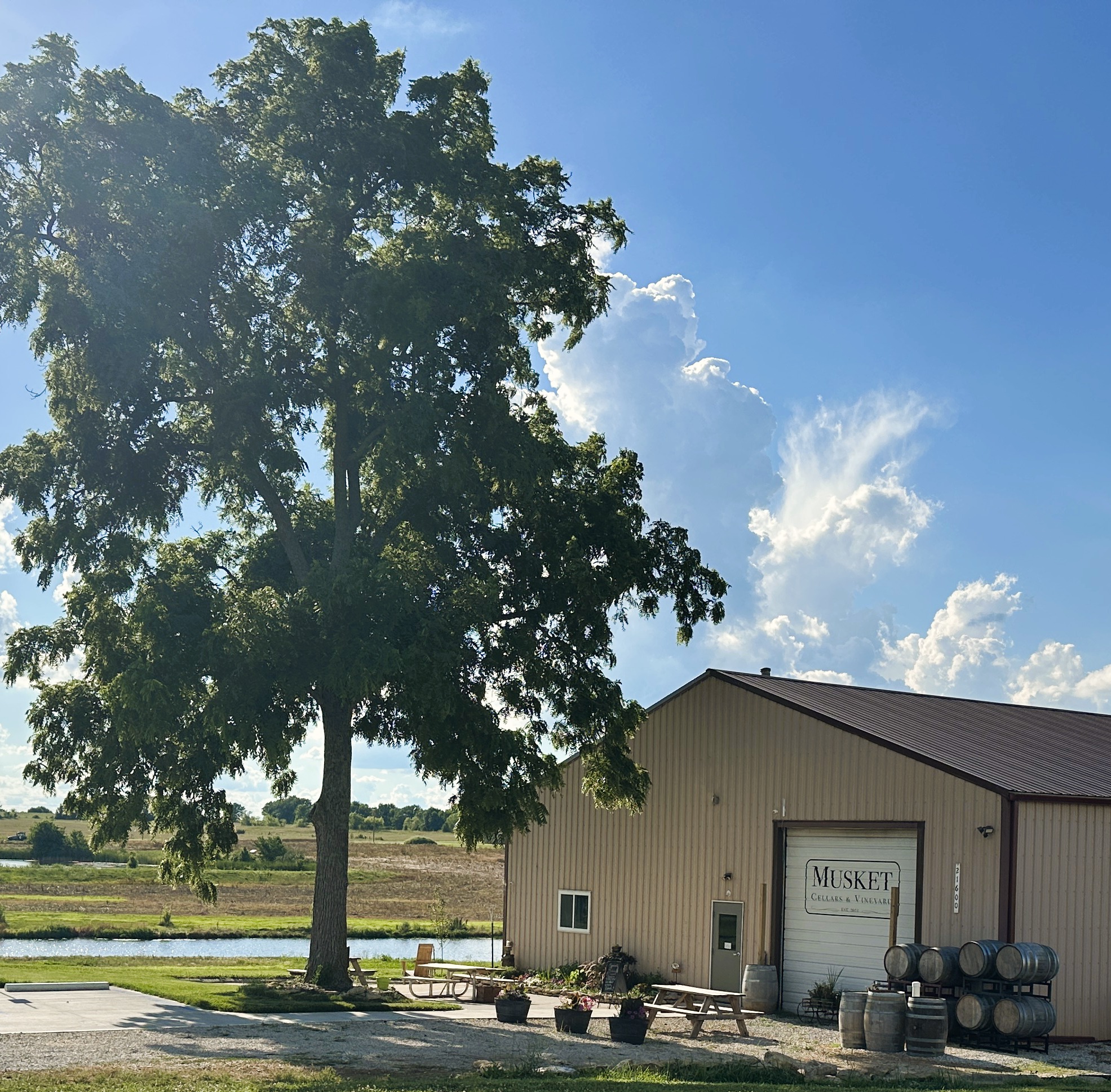Musket Cellars & Vineyard building with a tree out front along with places to sit and then some wooden barrels as well.