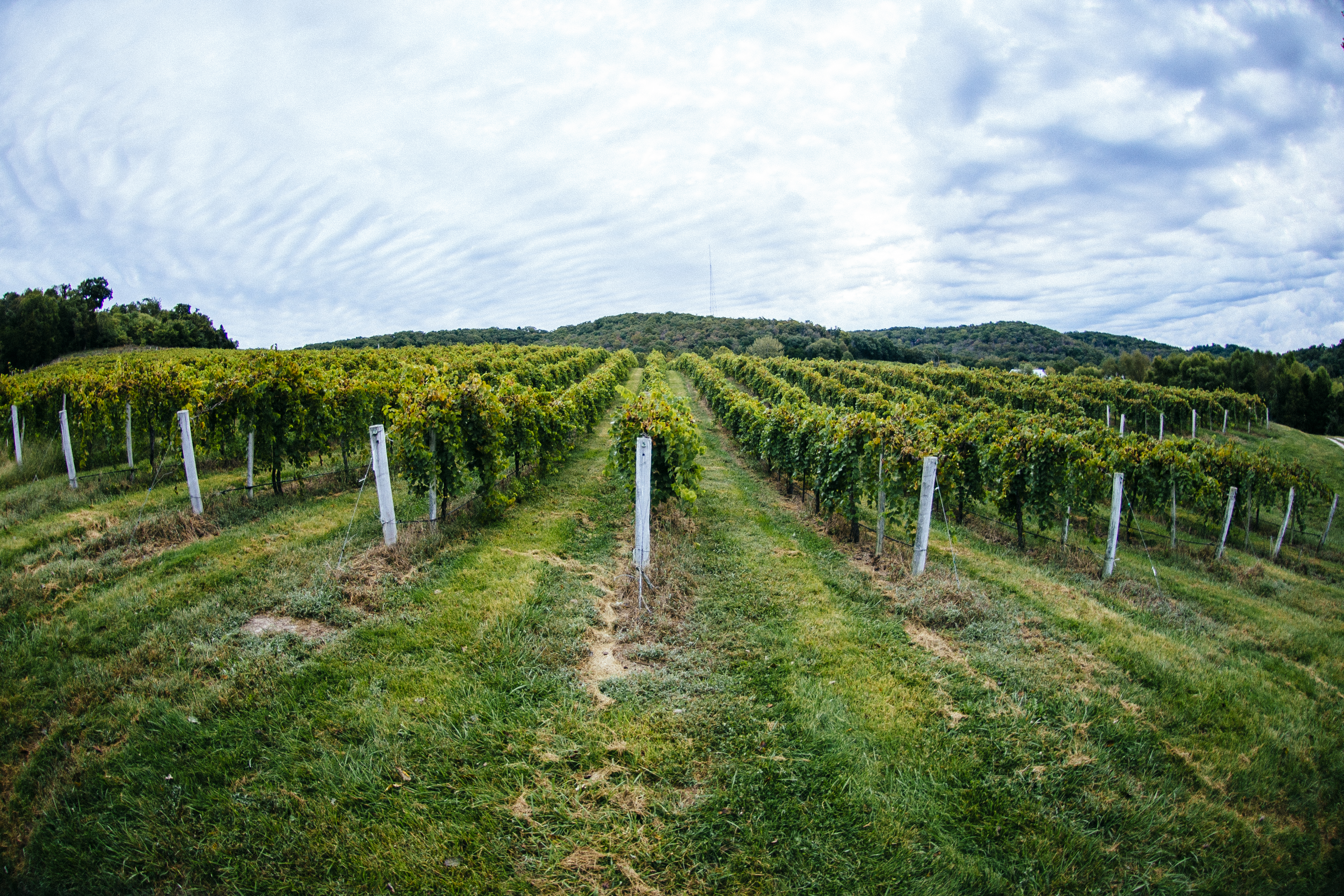 Augusta Vineyard