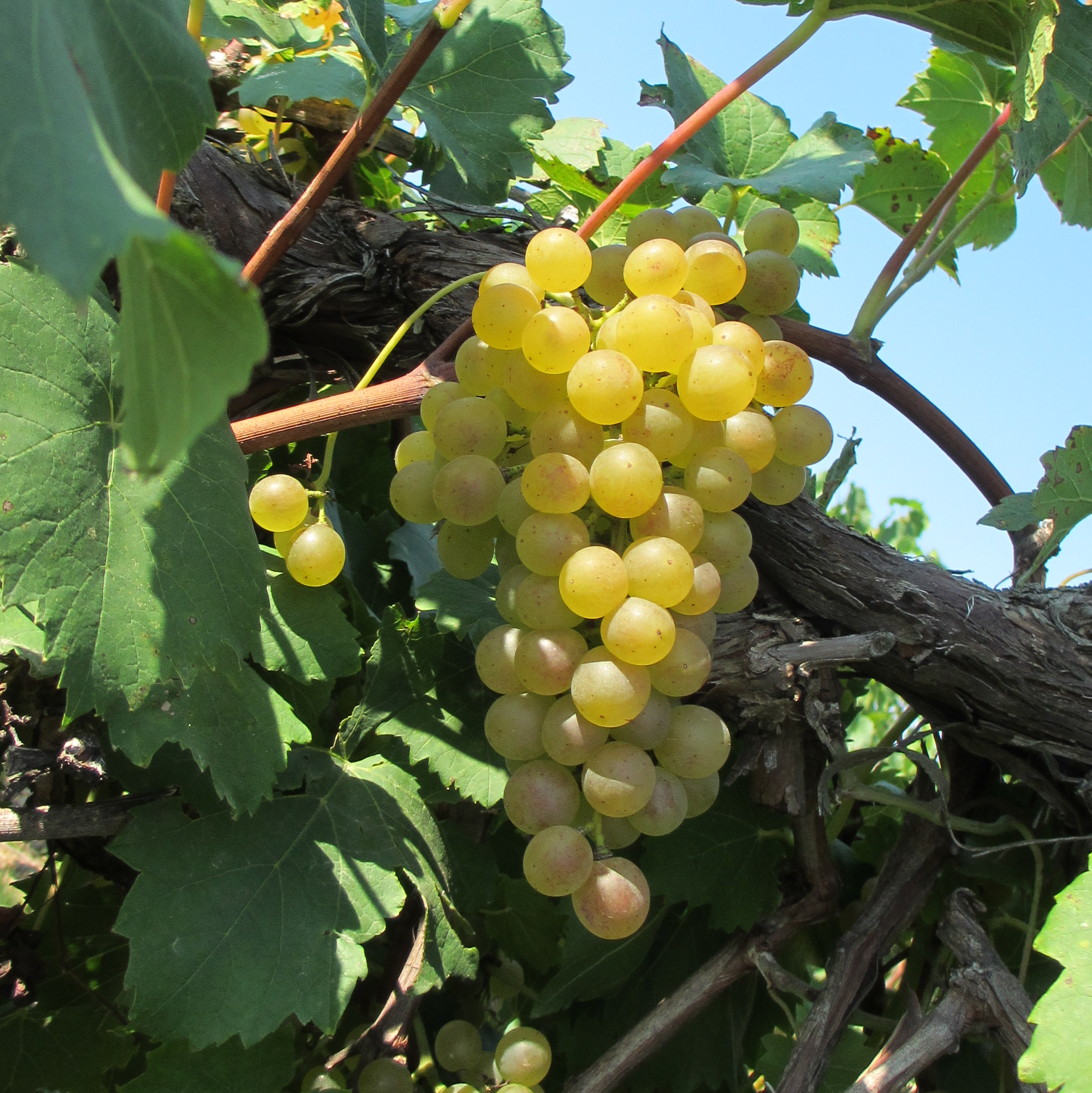 Chardonel Grape on Vine