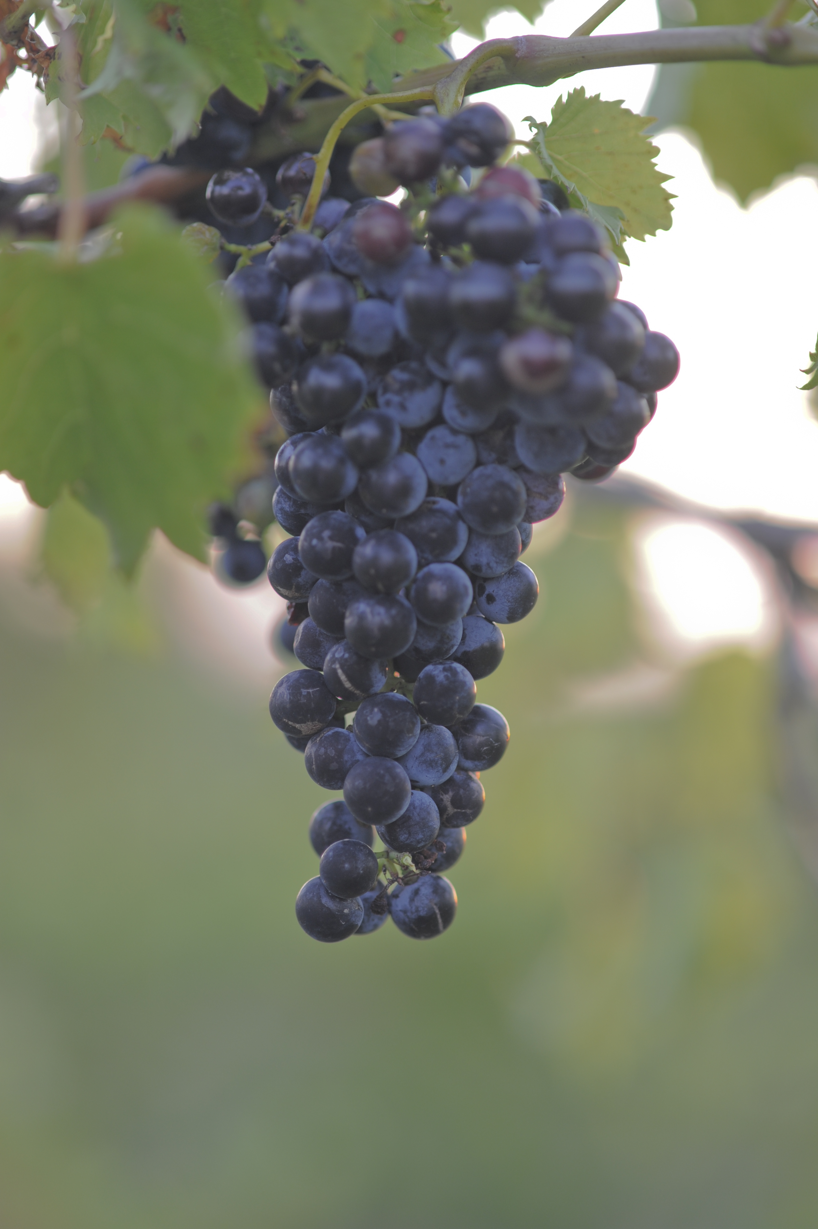 grapes