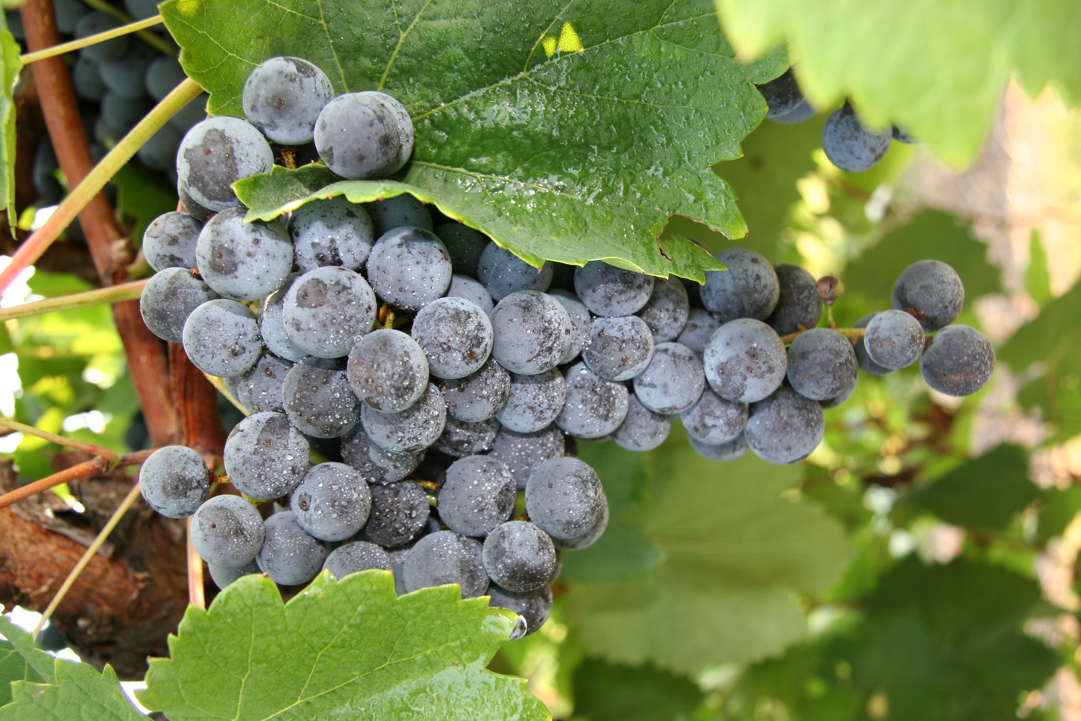 Concord grape cluster
