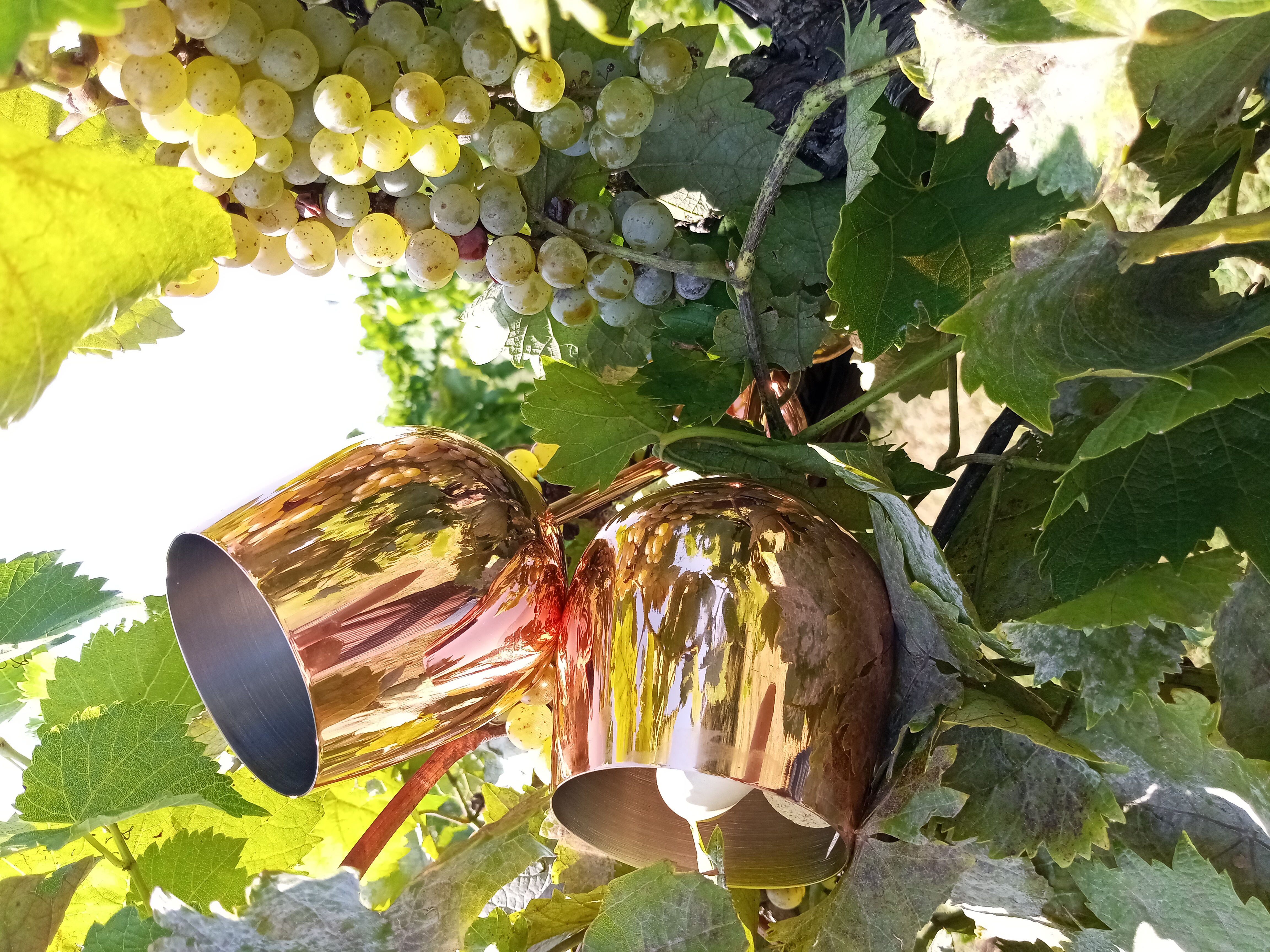 Two wine glasses in a vine
