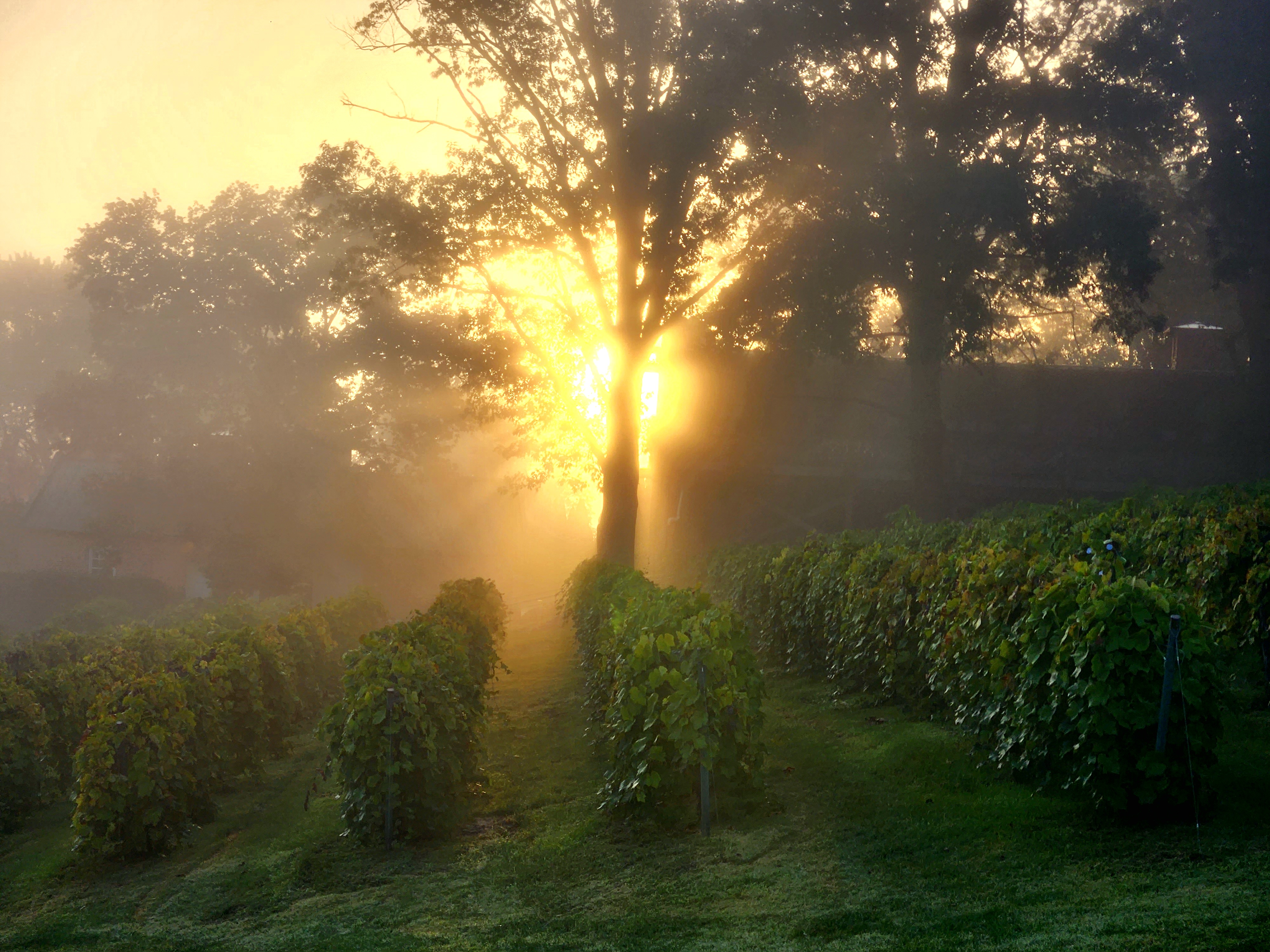 Daybreak image