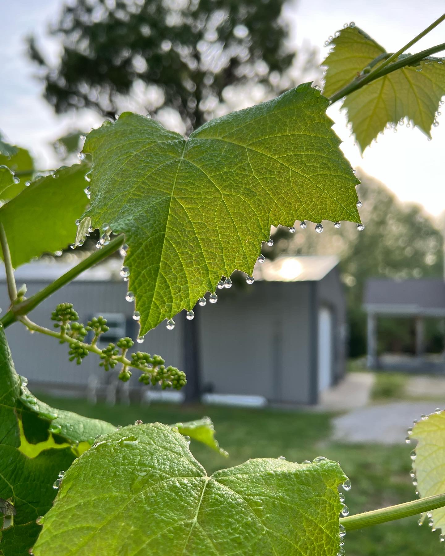 Dewdrops image