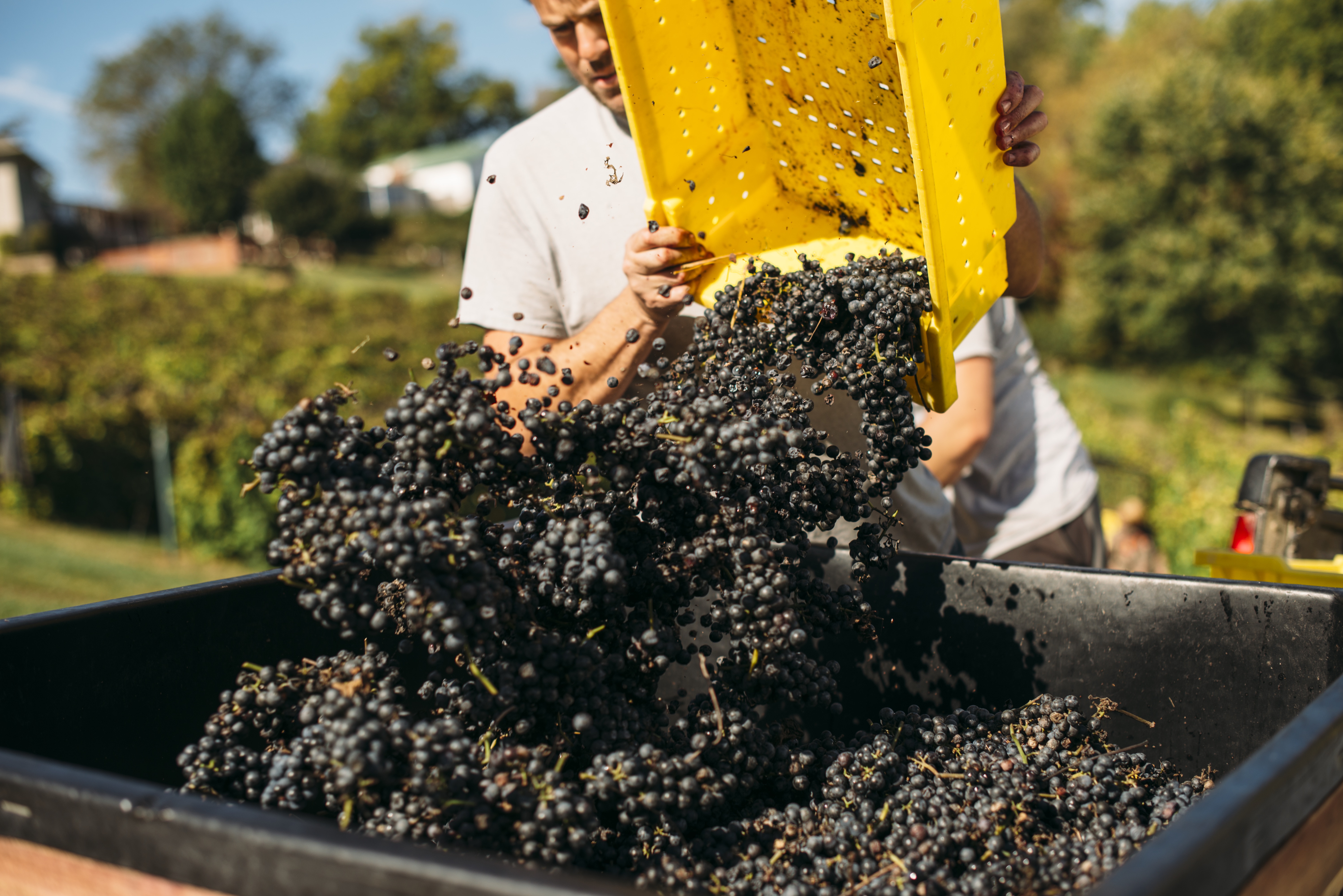 Grape Harvest