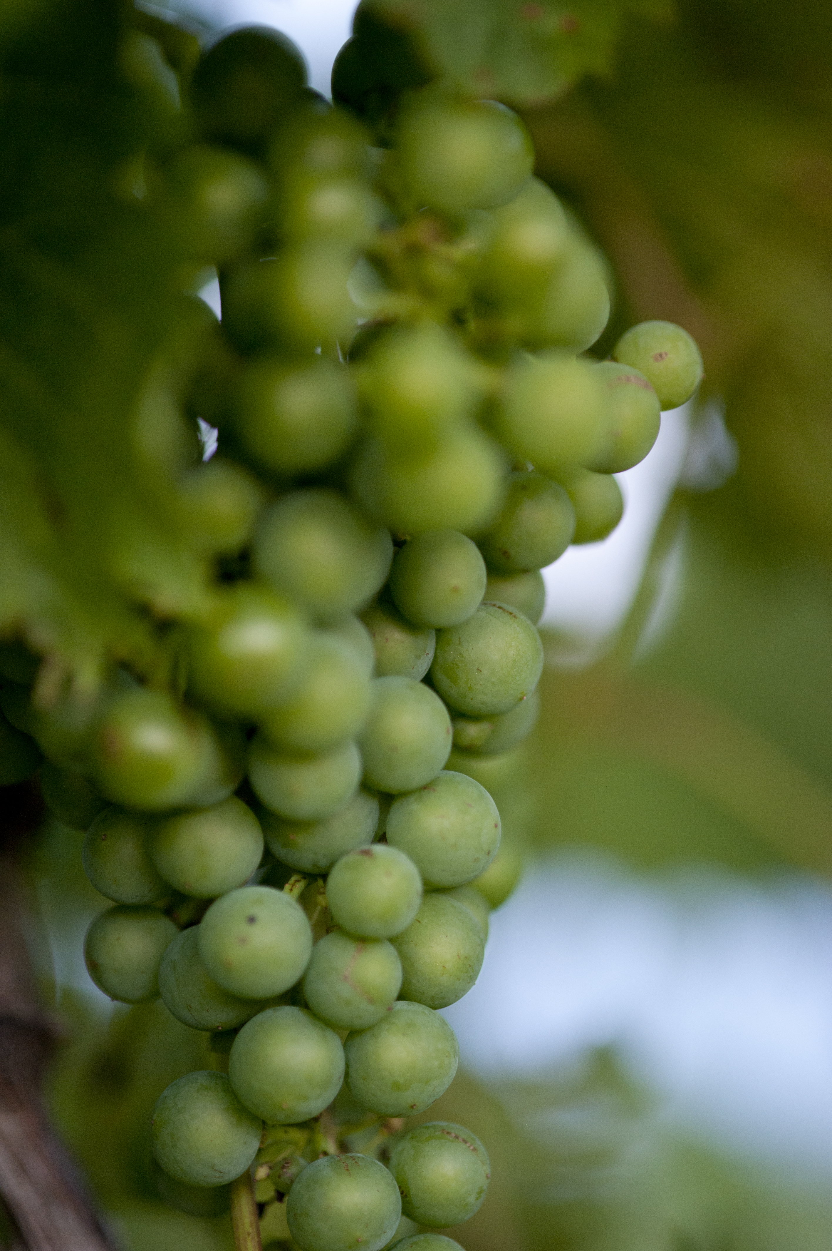 Chambourcin grape cluster