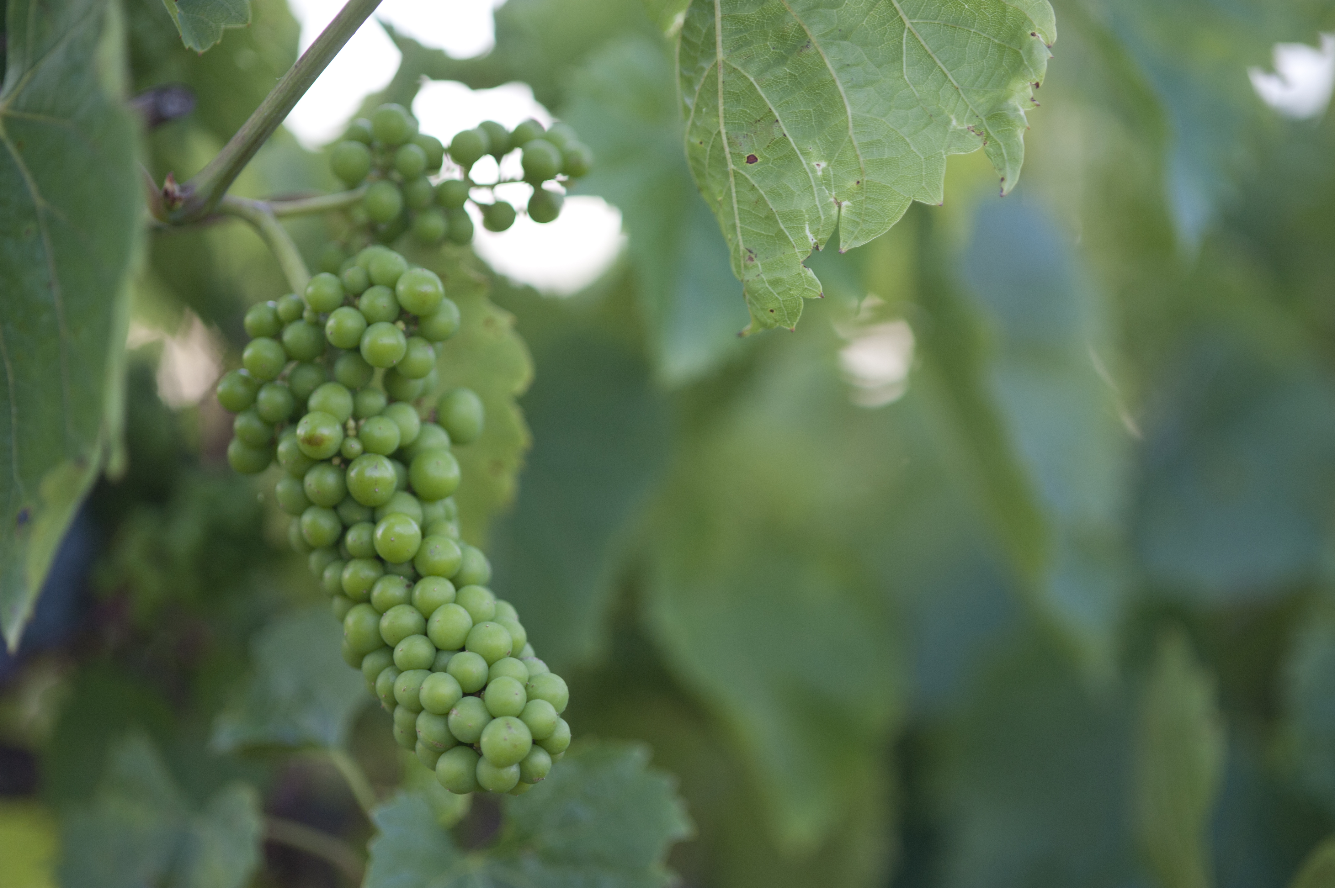 Vignoles grapes