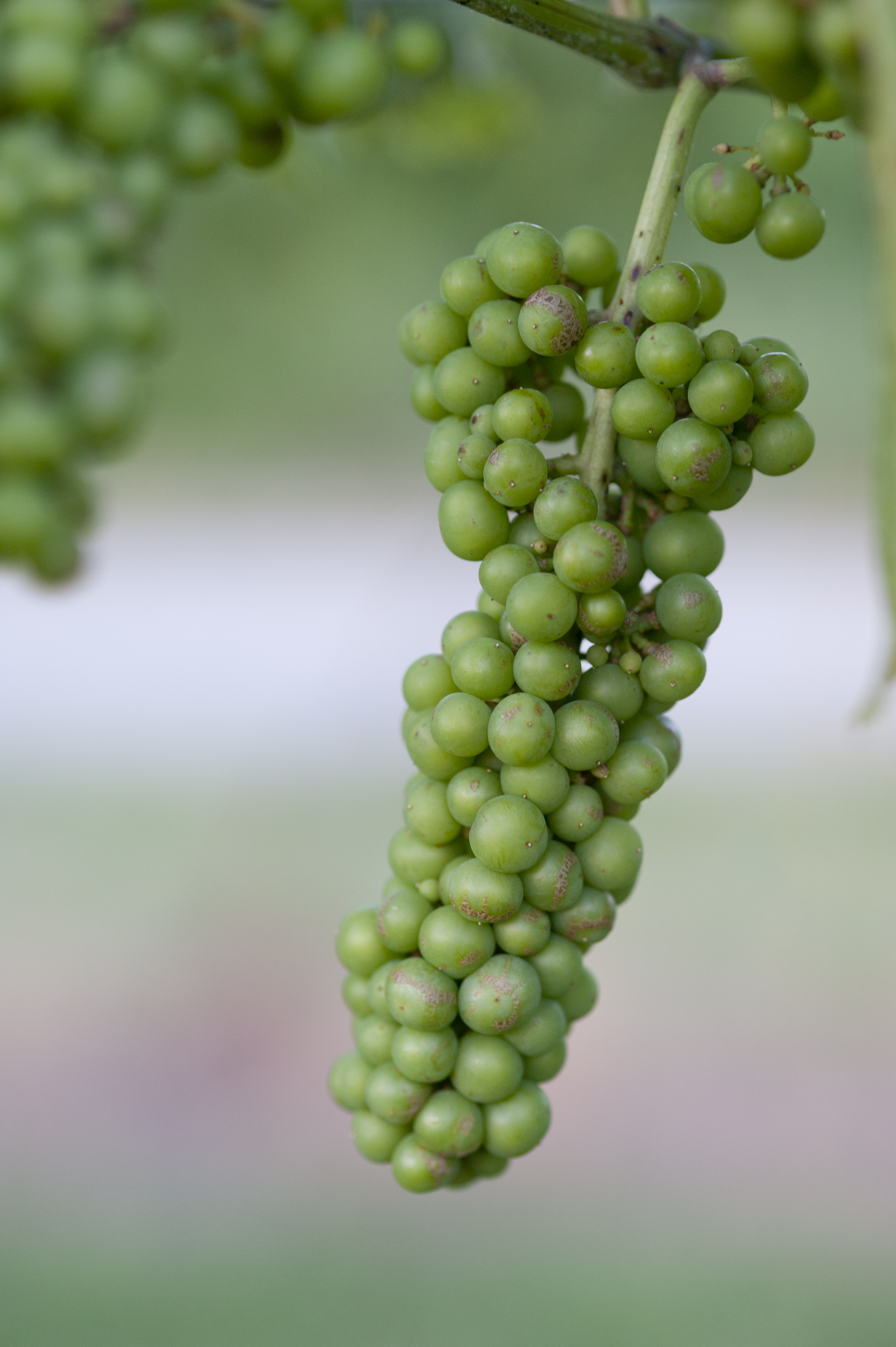 Grapes hanging on a vine