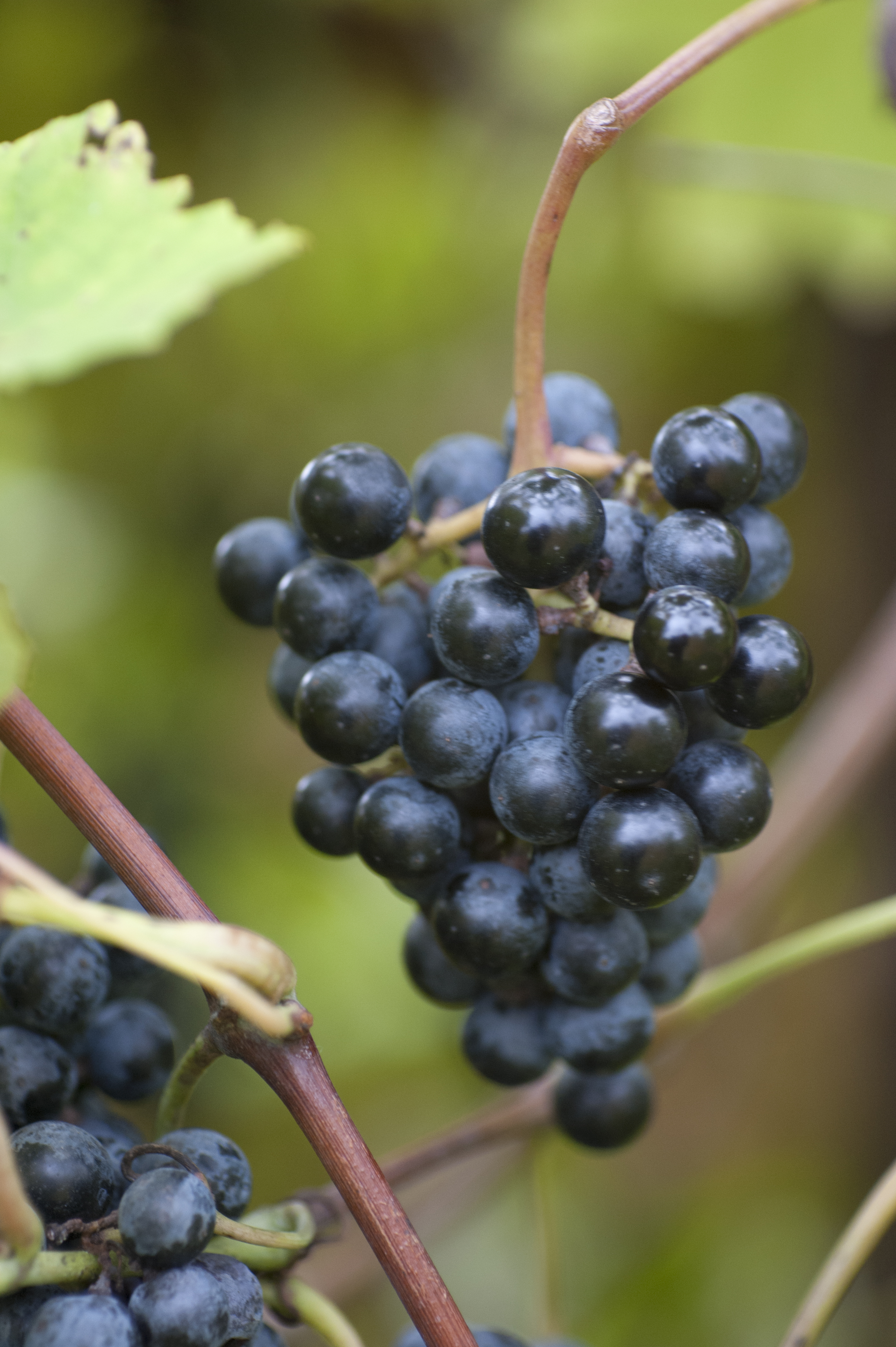 Red norton grapes hanging on a vine