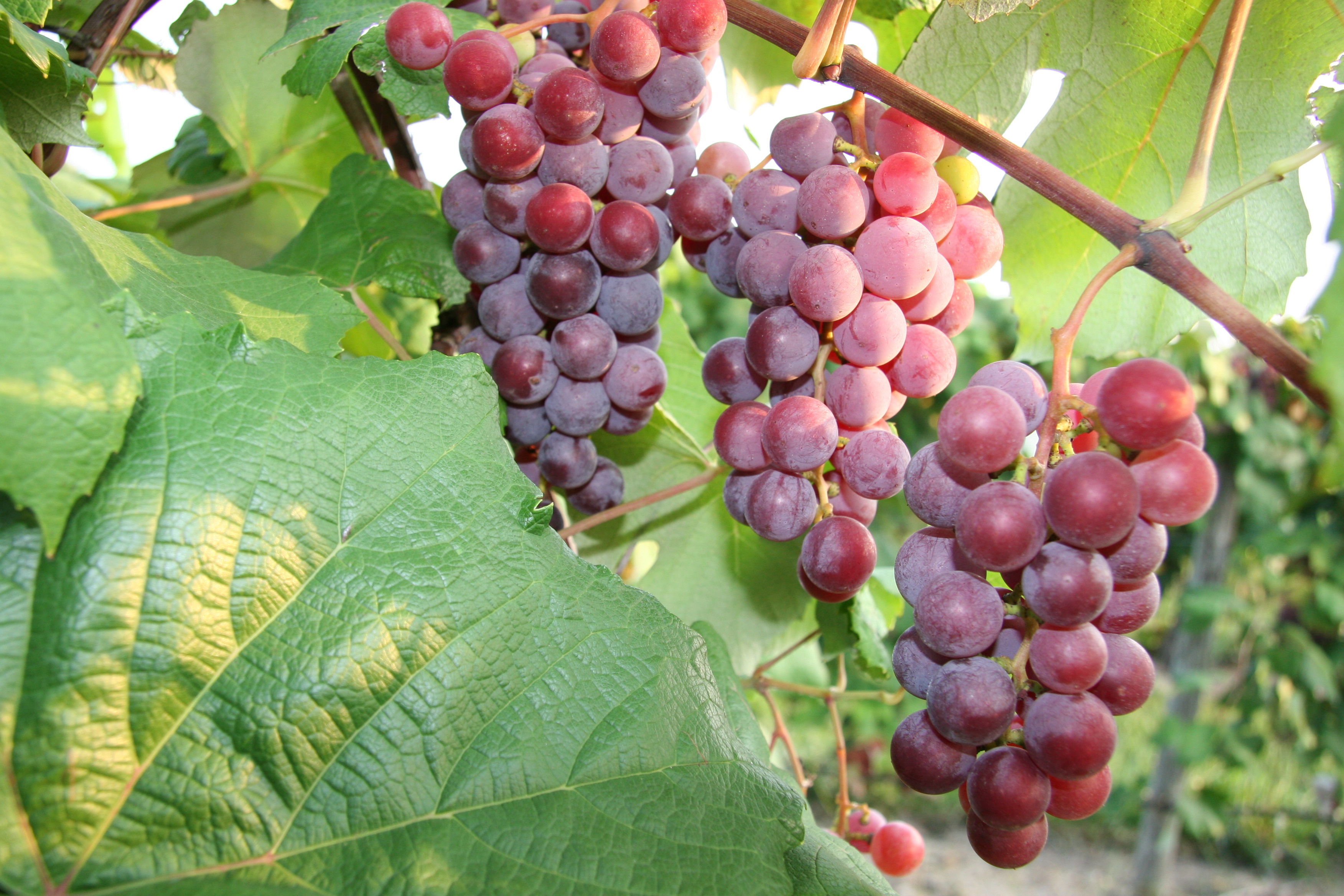 grapes