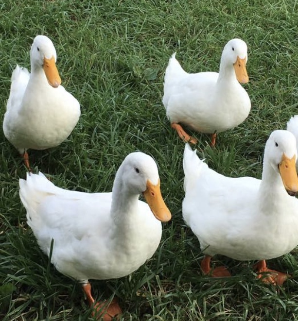 Ducks at Serenity Valley Winery
