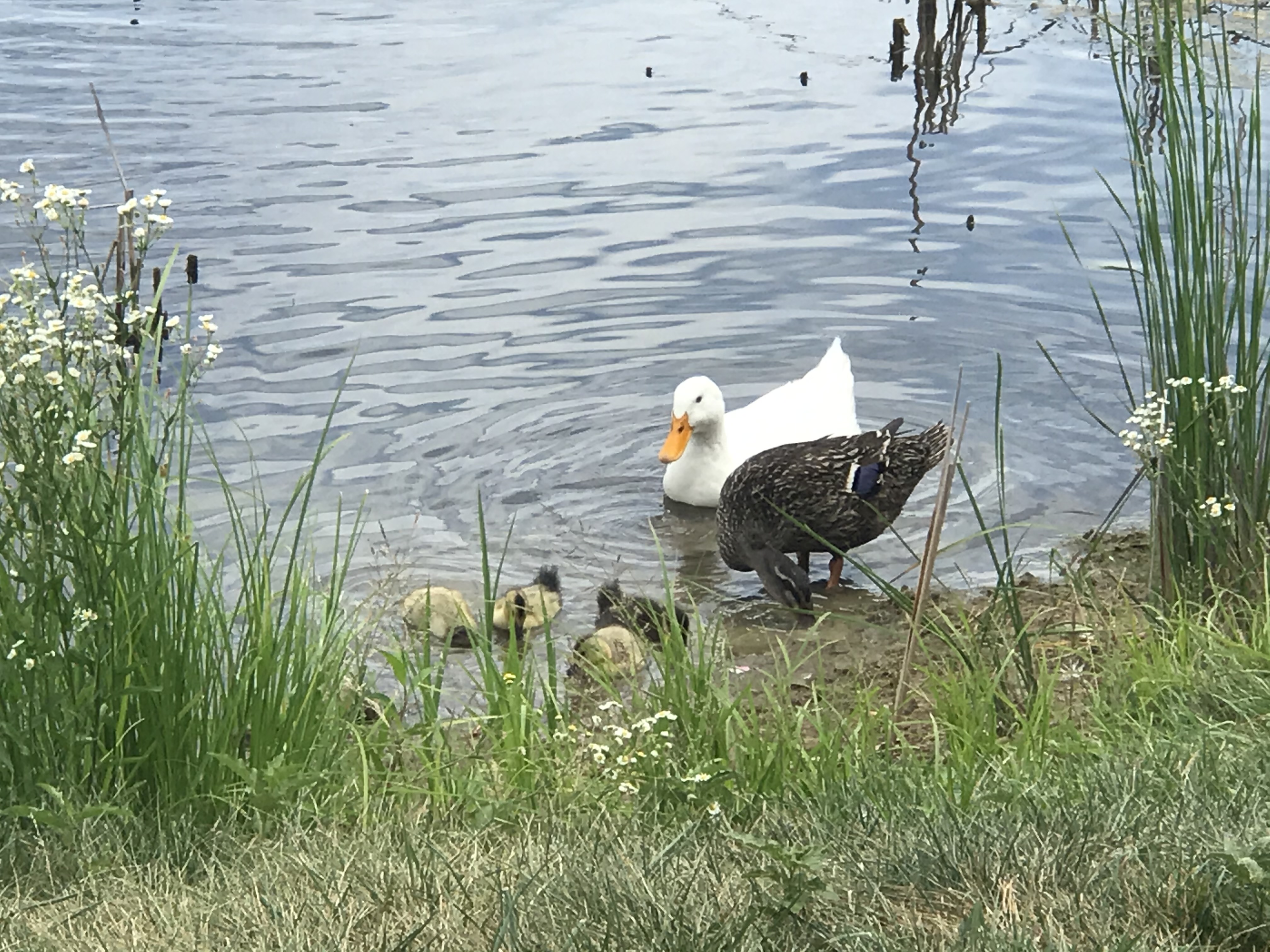 Ducks at pond at Serenity Valley Winery