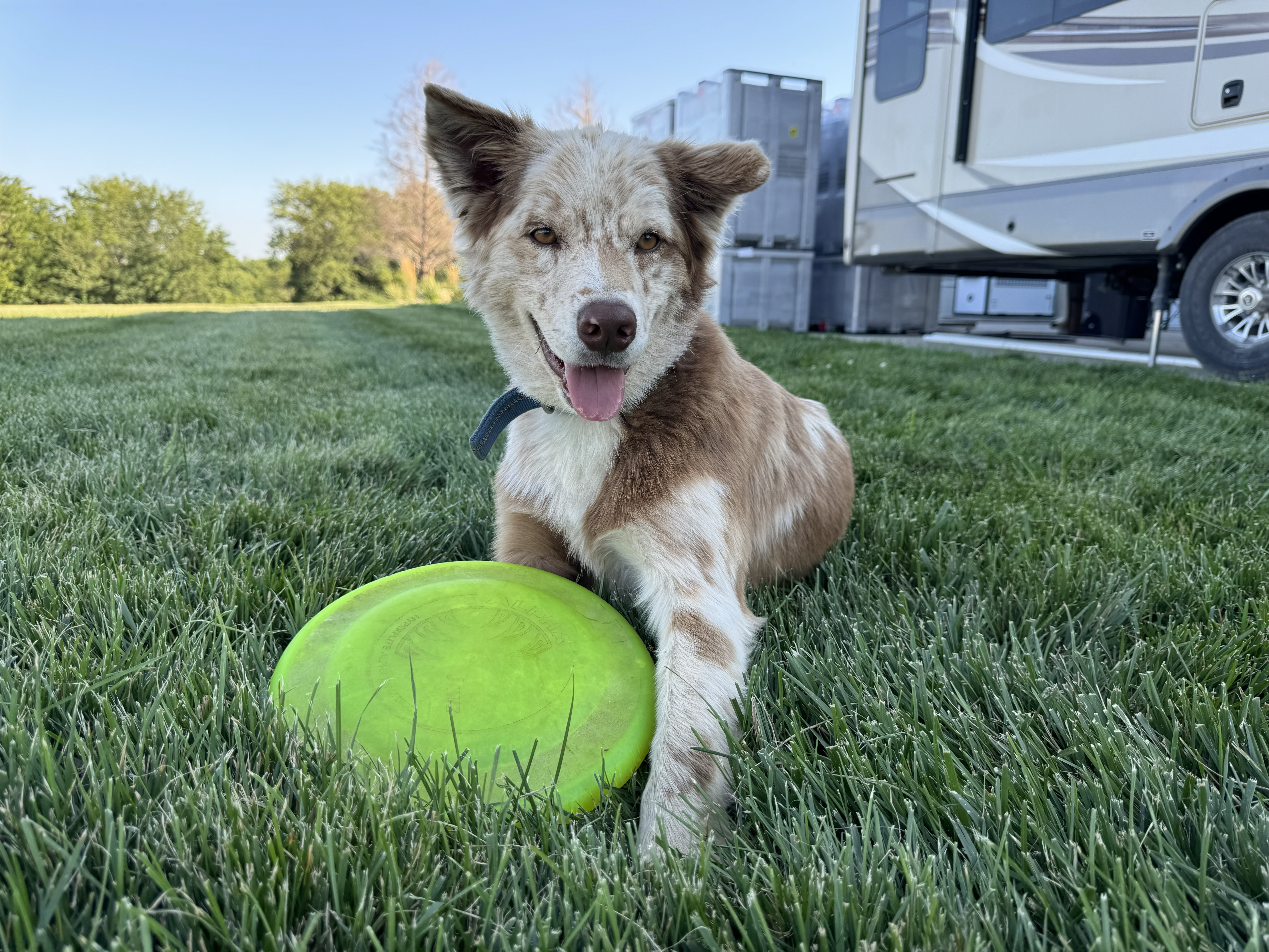Finnigan at Shamrock Hills