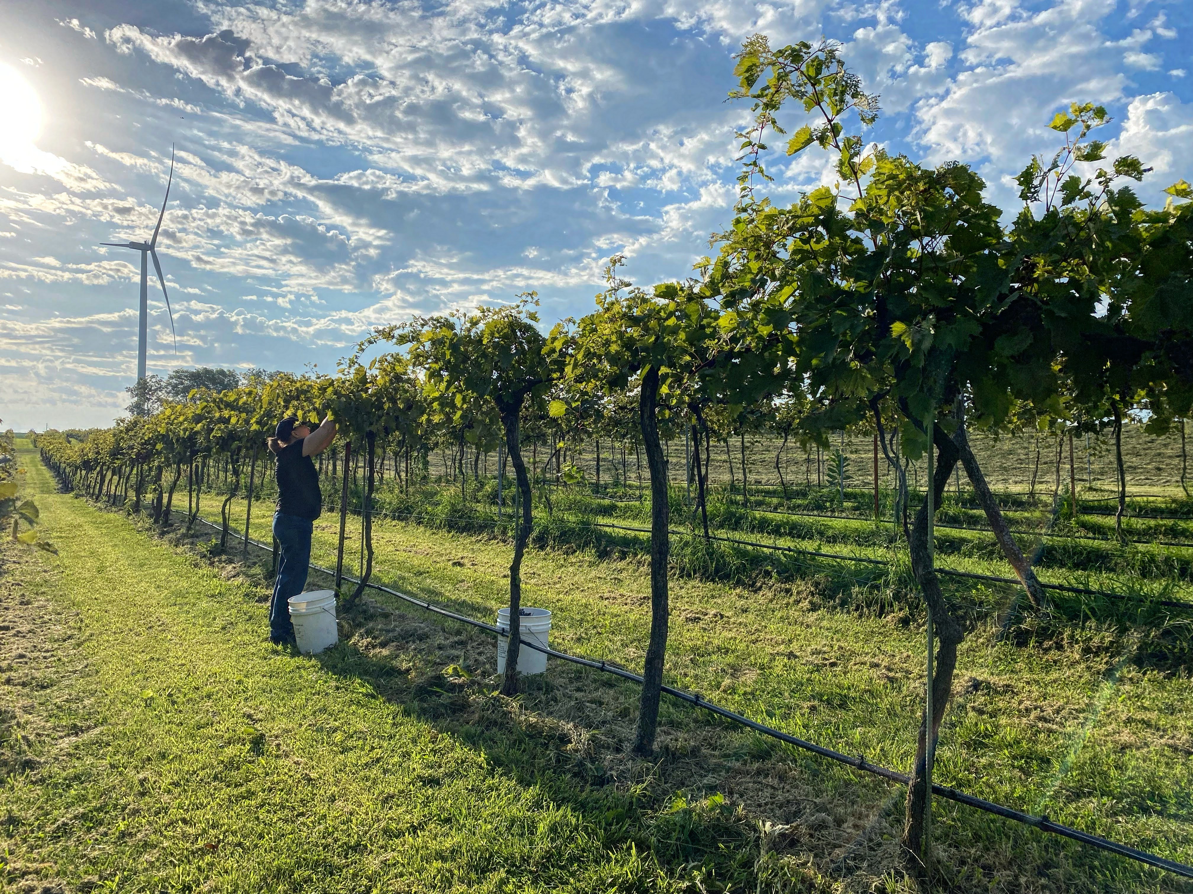 Harvest in a vineyard