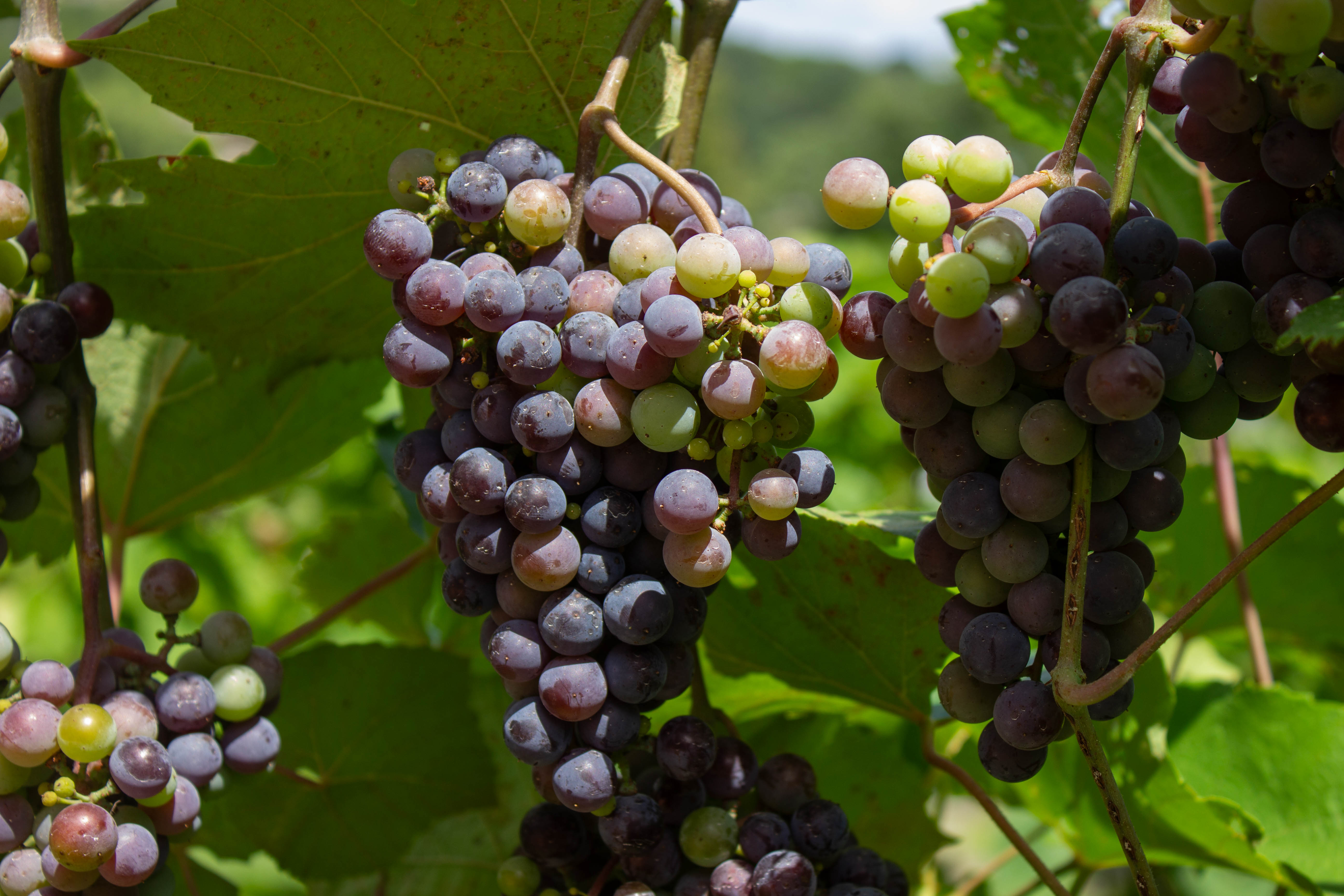 Veraison