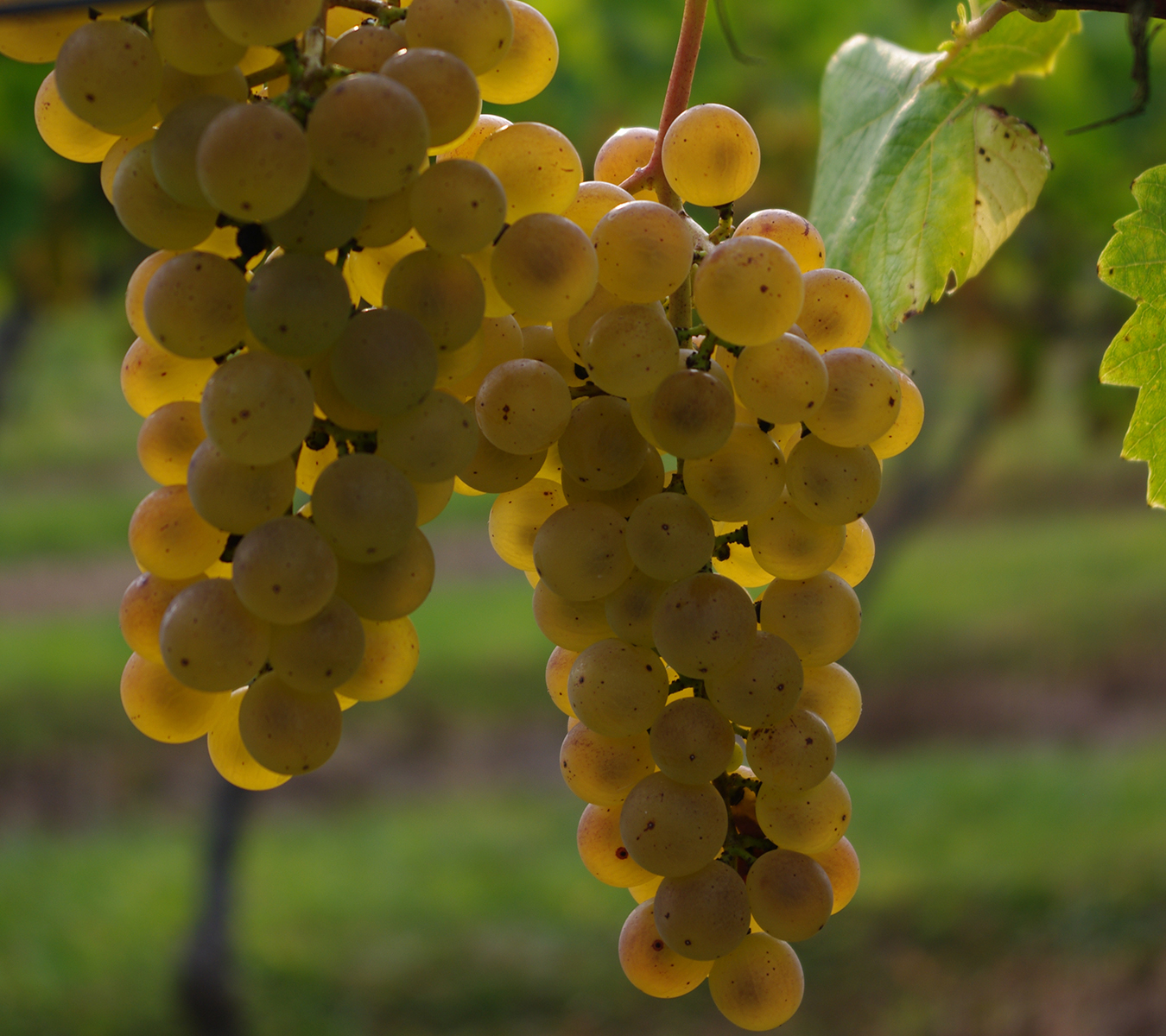 Traminette