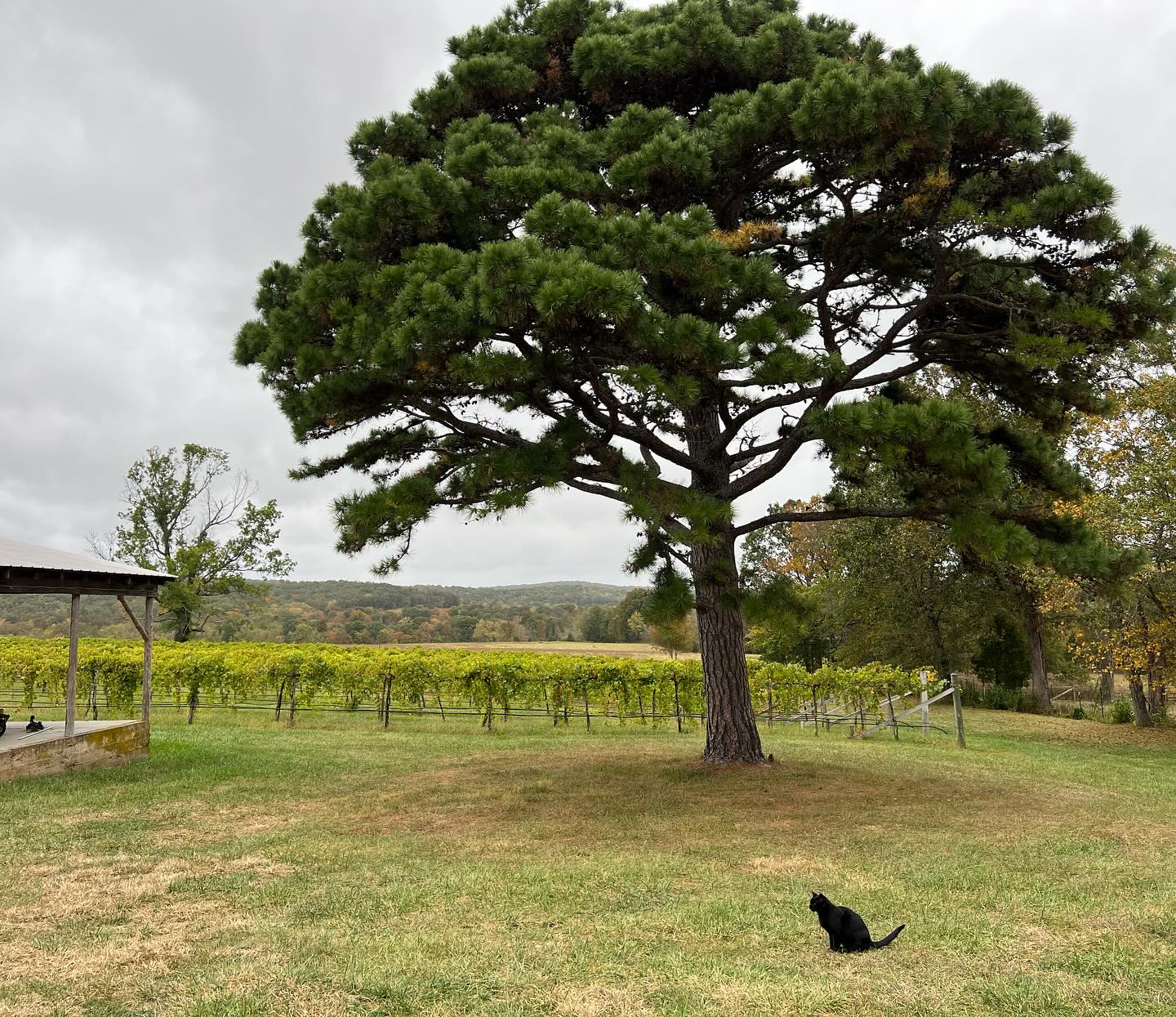 Edg-Clif Farms & Vineyard