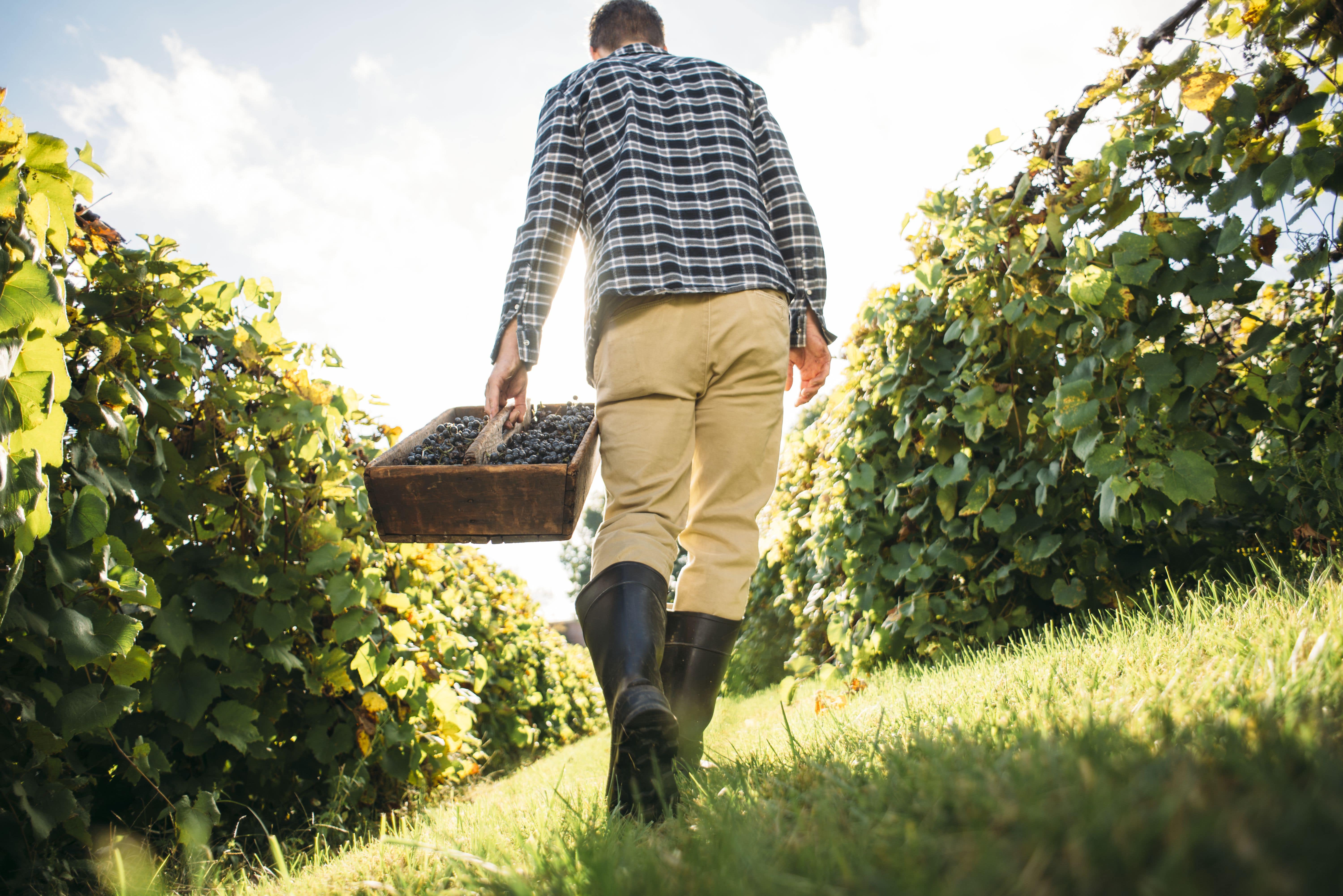 Man walking in vineyard