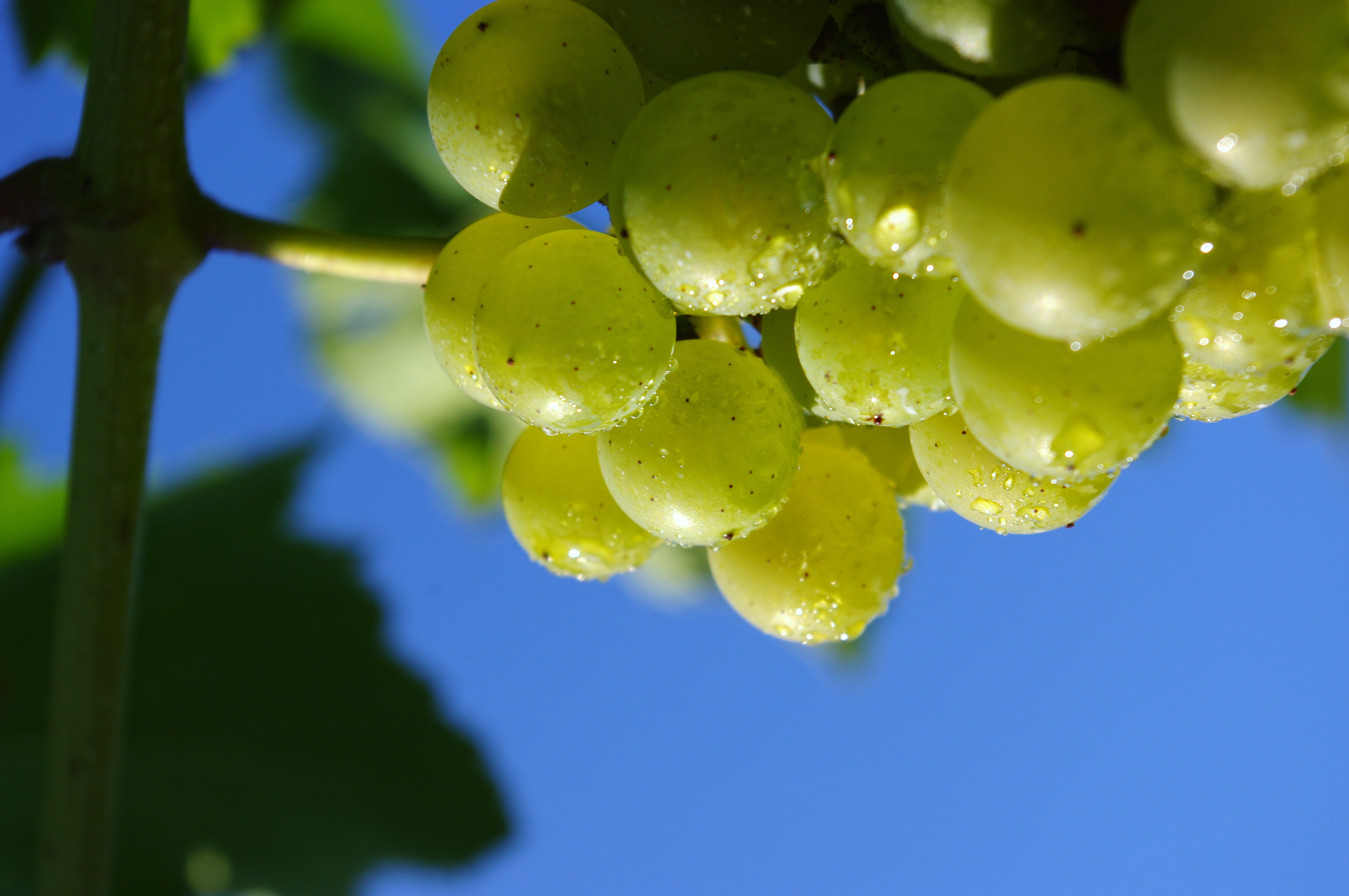 grapes